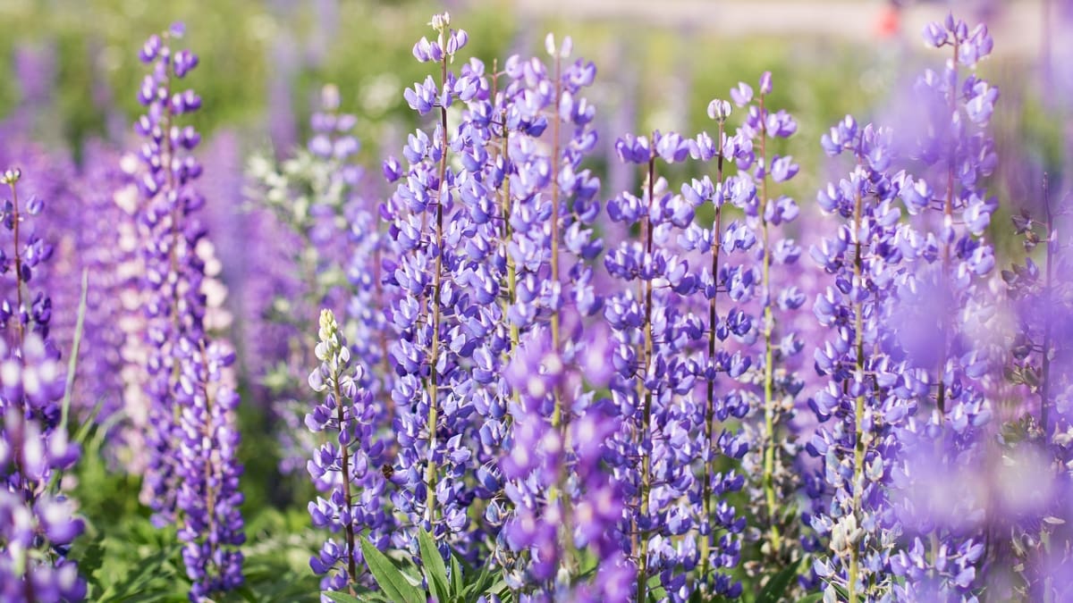 Lupin fields everywhere: a Swedish summer photo session - Electric Blue ...