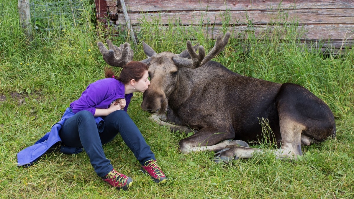 kissing moose in sweden