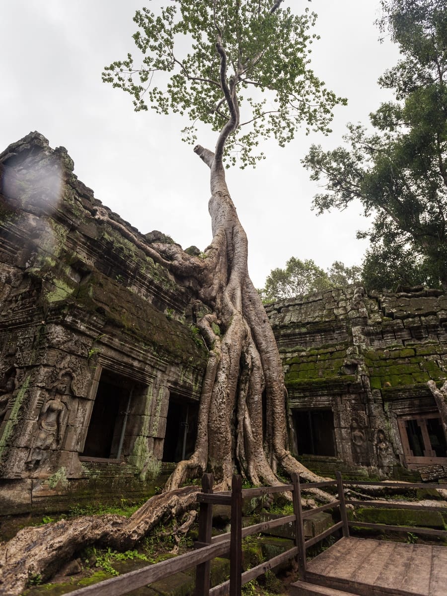 Angkor Wat - Ta Prohm