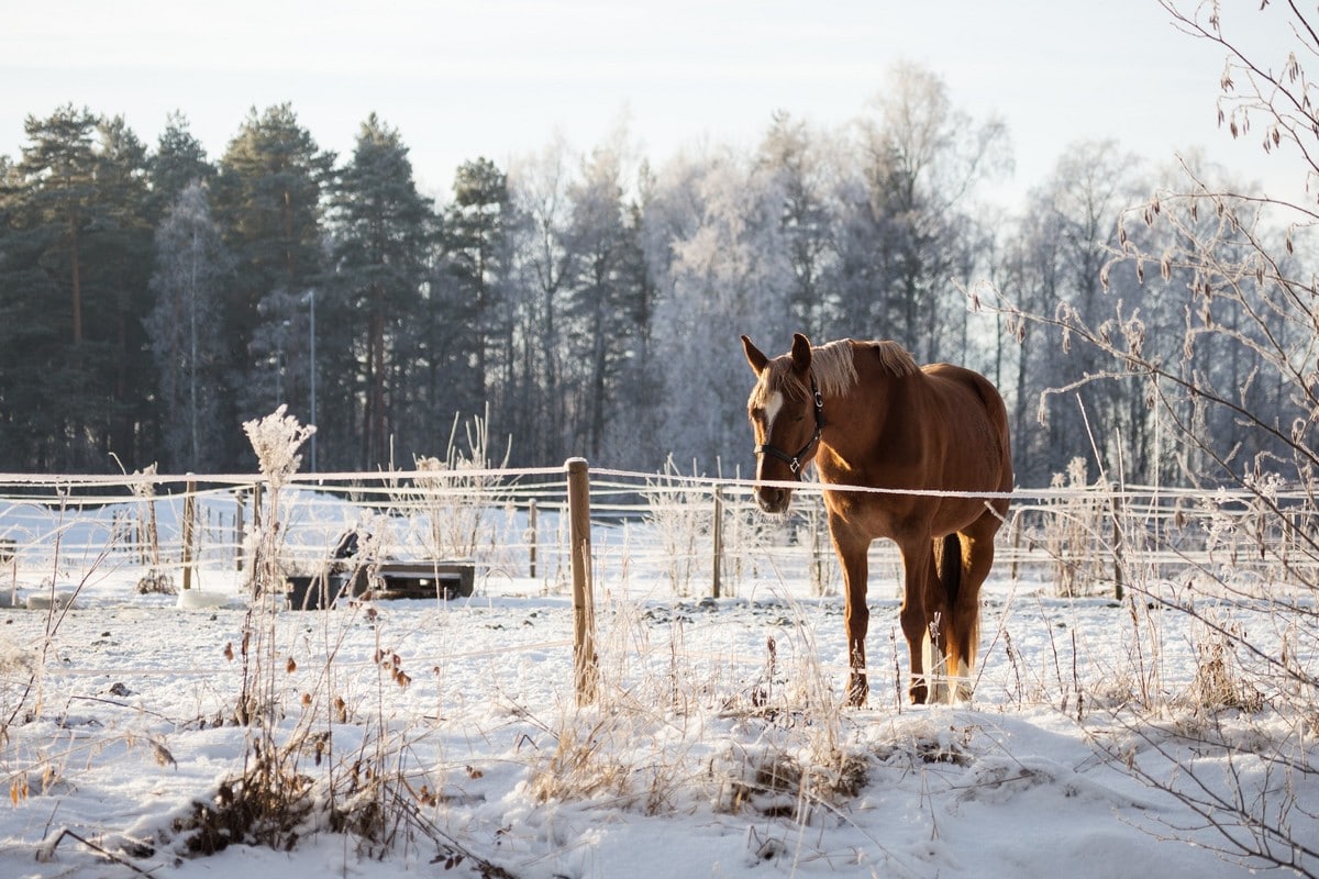 Horse in snowy field.