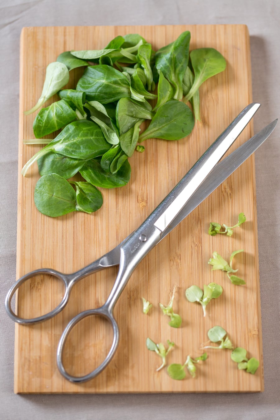 Mâche salad leaves separated from roots, scissors in between.