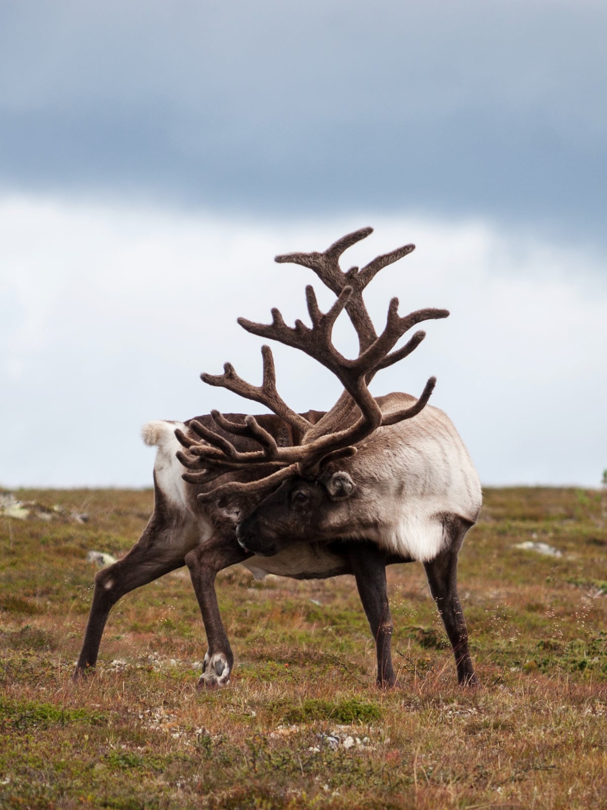 Single reindeer with big antlers against overcast sky. Dalarna, Sweden.
